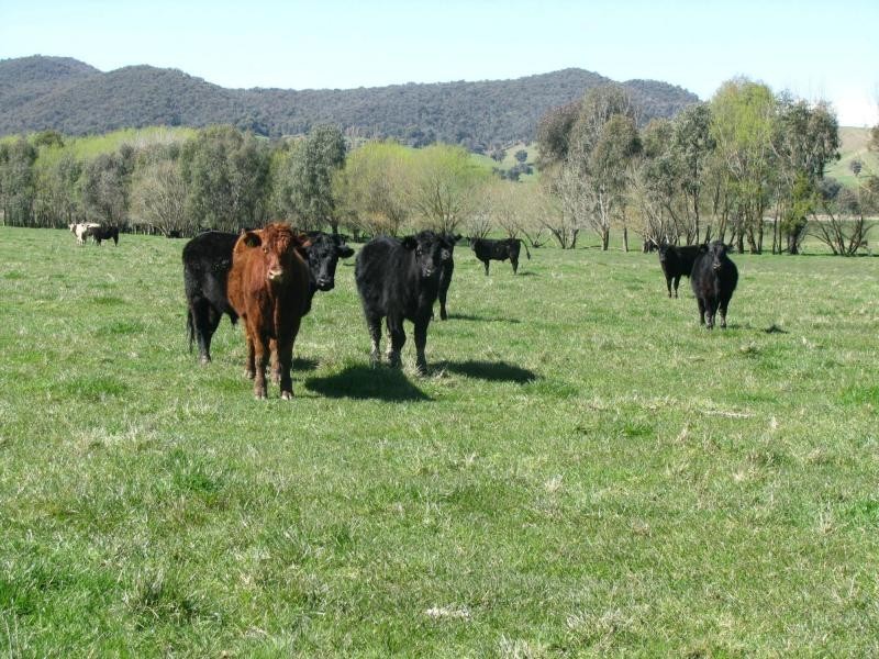 Lot 1 Tooma Road, Bringenbrong NSW 3707