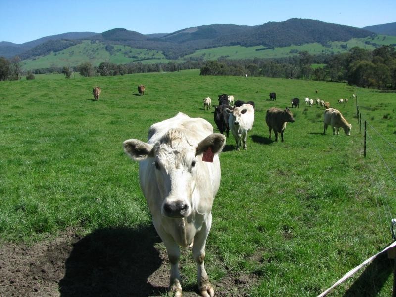 174 Rifle Range Road, Lucyvale VIC 3691