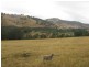 Jingellic NSW 2642