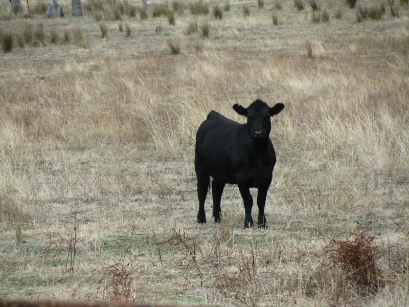 9940 Murray Valley Highway, Pine Mountain VIC 3709