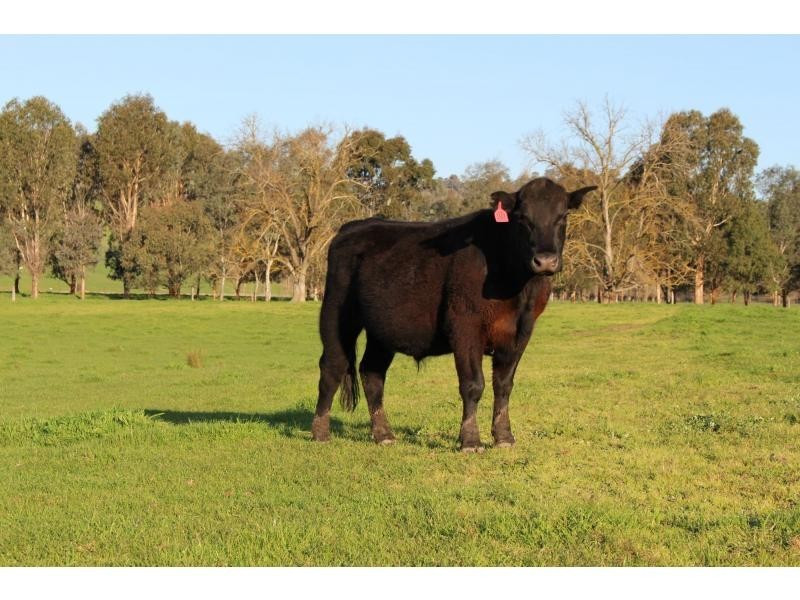 Bringenbrong NSW 3707