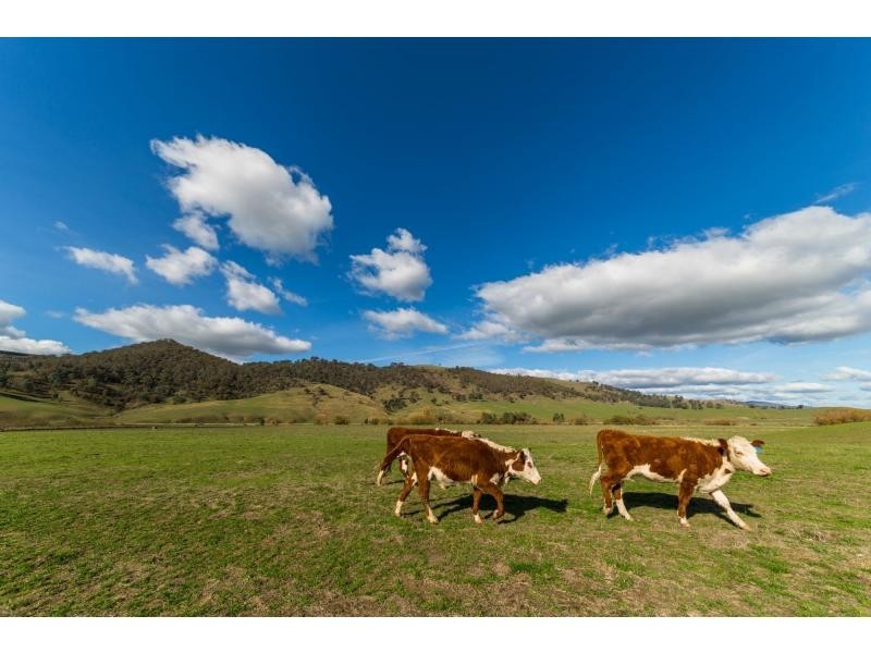 347 Mt Garland Road, Tooma NSW 2642