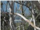 52 Bayside Road, Cooloola Cove QLD 4580