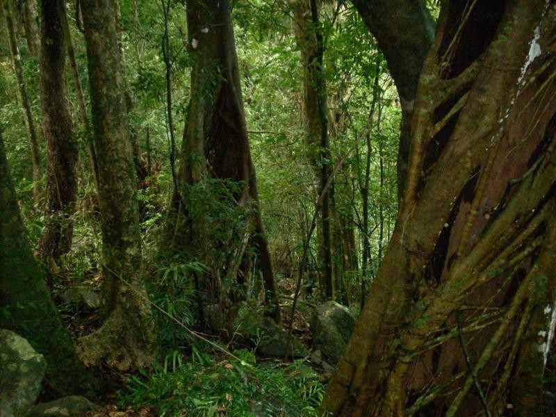 23 Gaden Road, Montville QLD 4560