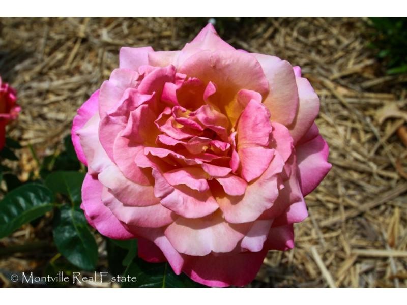 30 Alice Dixon Drive, Flaxton QLD 4560