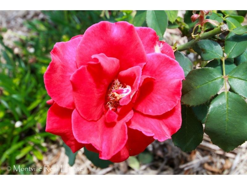 30 Alice Dixon Drive, Flaxton QLD 4560