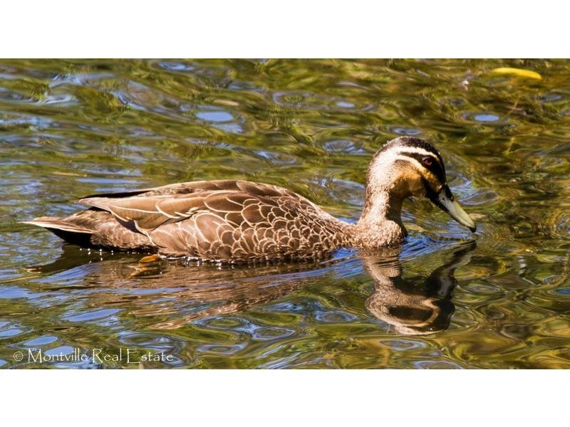 23/43-45 Western Avenue, The Rangers, Montville QLD 4560