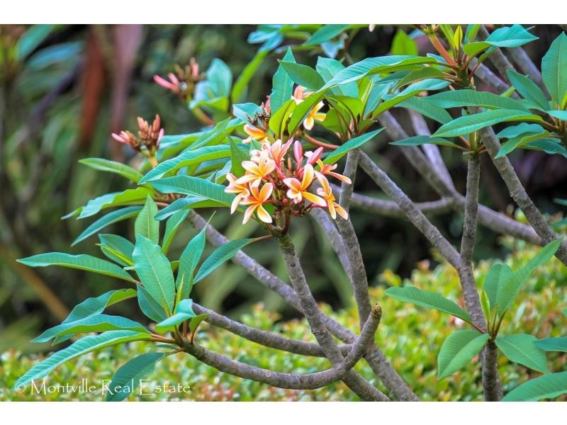 65 Razorback Road, Hunchy, Montville QLD 4560