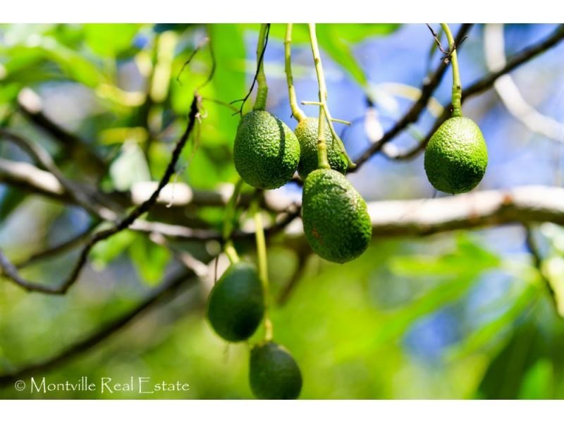 52 Main Street, Montville QLD 4560