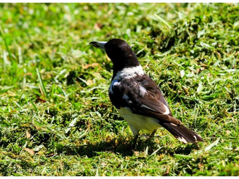 52 Main Street, Montville QLD 4560