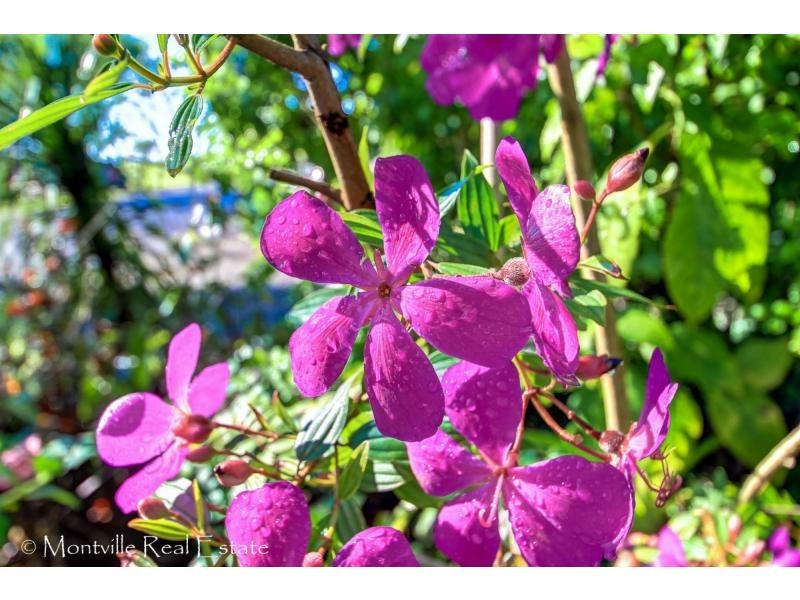 260 Western Avenue, Montville QLD 4560