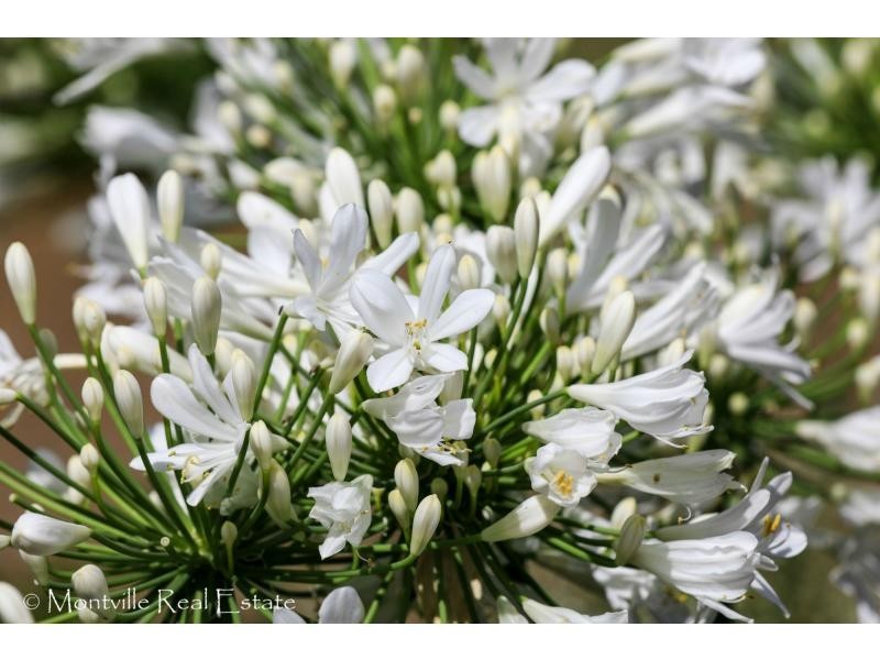 311 Western Avenue, Montville QLD 4560