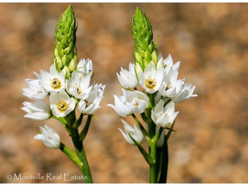 311 Western Avenue, Montville QLD 4560