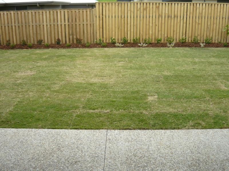 6 Falkener Street, Riverstone Crossing, Upper Coomera QLD 4209