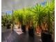 4 Conestoga Way, Upper Coomera QLD 4209