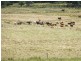 Stony Creek QLD 4514