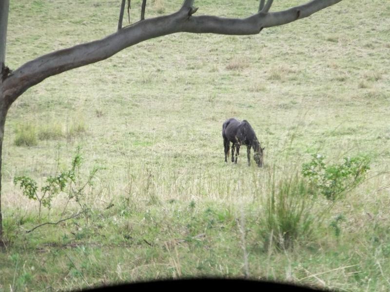Woodford QLD 4514
