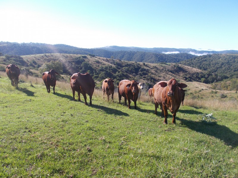 Moore QLD 4306
