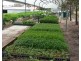 Woodford QLD 4514