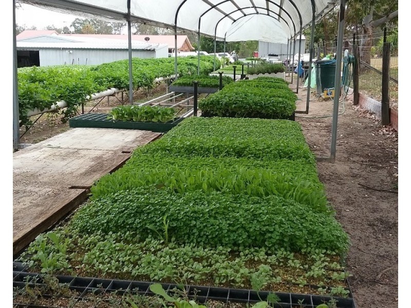 Woodford QLD 4514