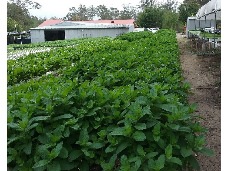 Woodford QLD 4514