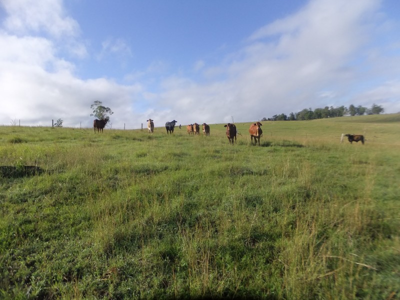 228 Yabba Road, Kilcoy QLD 4515