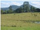 Eumundi QLD 4562