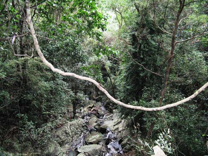 137 sunrise Road, Eumundi QLD 4562