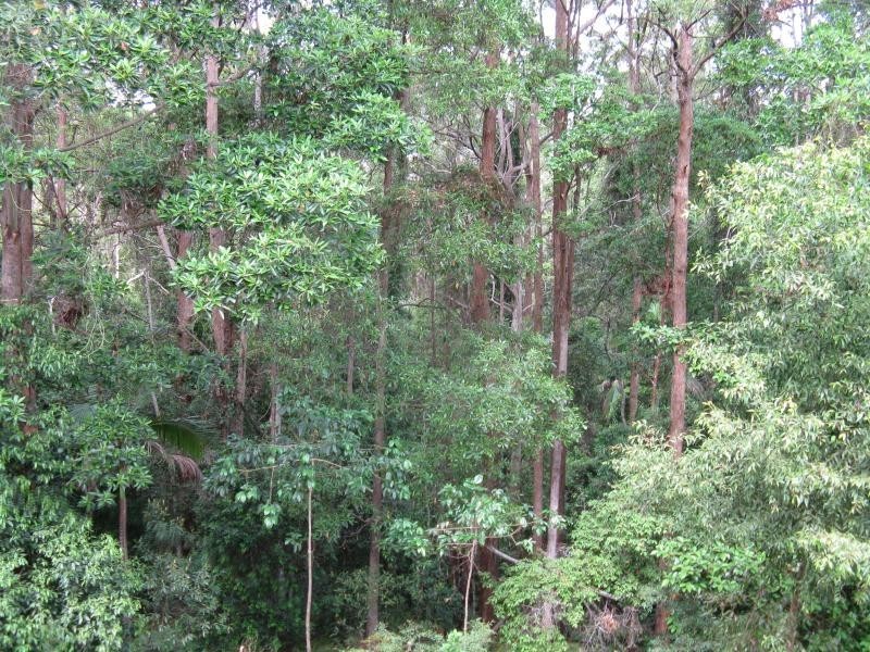 52 TALLGUM Avenue, Eumundi QLD 4562