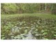 36 HAFLINGER Road, Yandina QLD 4561