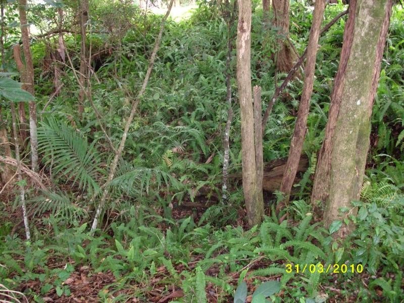 39 SEIB Road, Eumundi QLD 4562