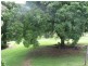 Eumundi QLD 4562