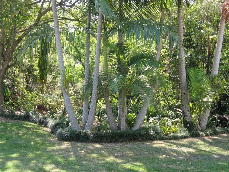 6 PAYNE Street, Eumundi QLD 4562