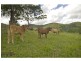 6 FLEETWOOD Road, Eumundi QLD 4562