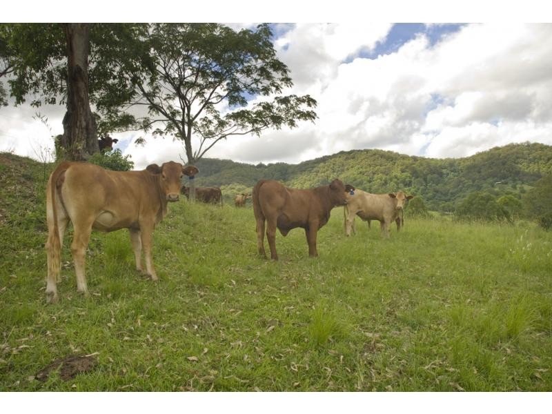 6 FLEETWOOD Road, Eumundi QLD 4562