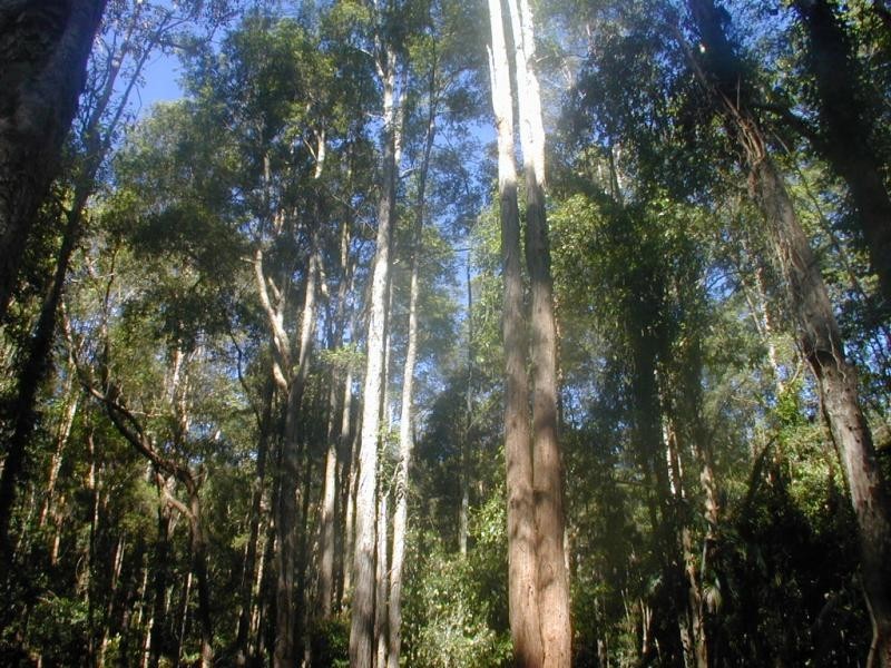 13 Tallgum Avenue, Verrierdale QLD 4562