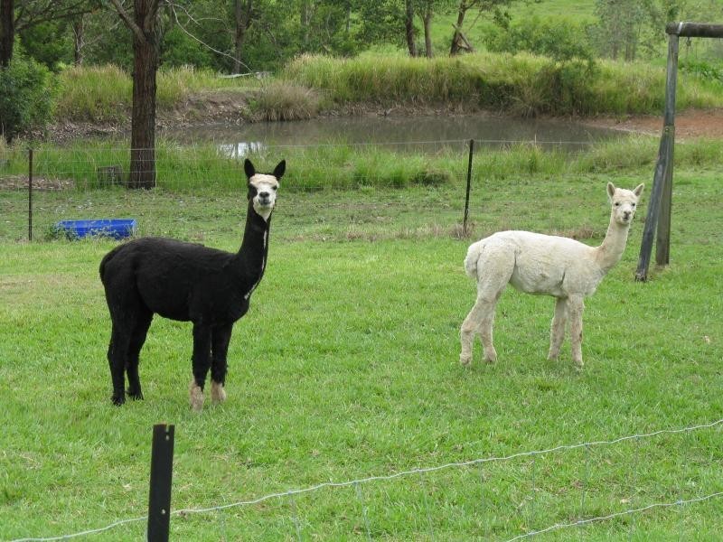 33 MURRAY Road, Belli Park QLD 4562