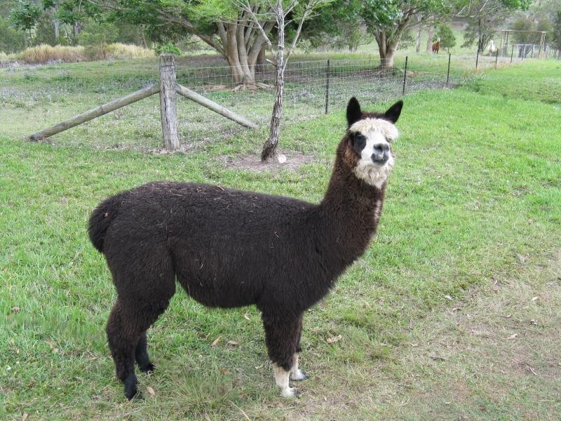 33 MURRAY Road, Belli Park QLD 4562