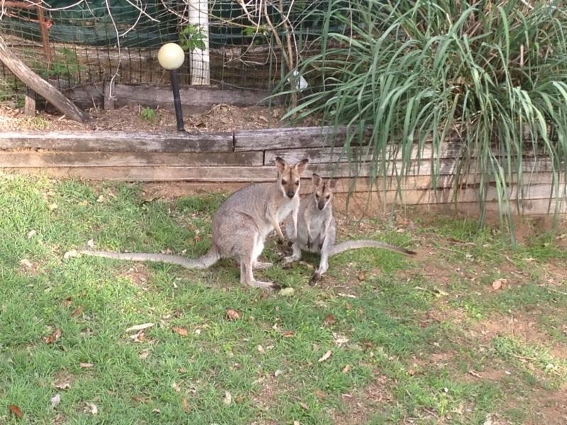 121 Boyle Road, Belli Park QLD 4562