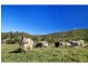 477 Gold Creek Road, Eerwah Vale QLD 4562