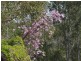 315 Boyle Road, Belli Park QLD 4562