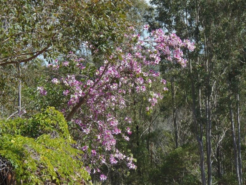 315 Boyle Road, Belli Park QLD 4562