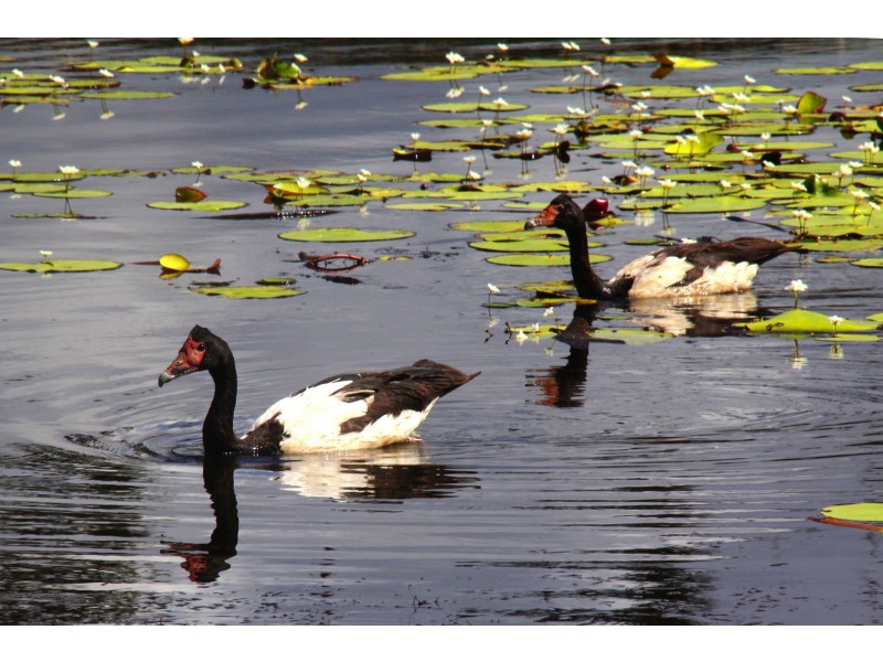 4 Flindersia Dr, Traveston QLD 4570