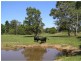 288 Old Palmwoods Road, Palmwoods QLD 4555