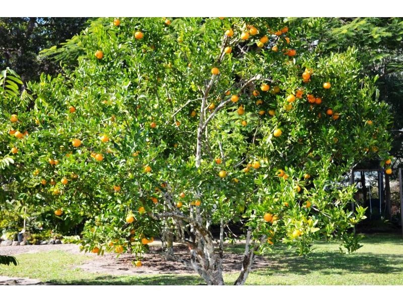 301 Palmwoods Montville Road, Palmwoods QLD 4555