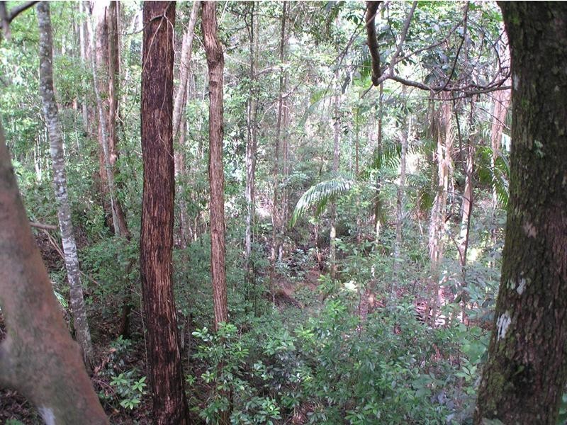 42 Cardinal Court, Palmwoods QLD 4555