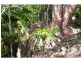 145 Kirbys Road, Palmwoods QLD 4555