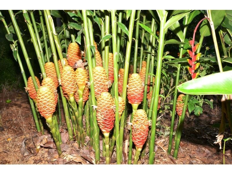 298 Western Avenue, Montville QLD 4560