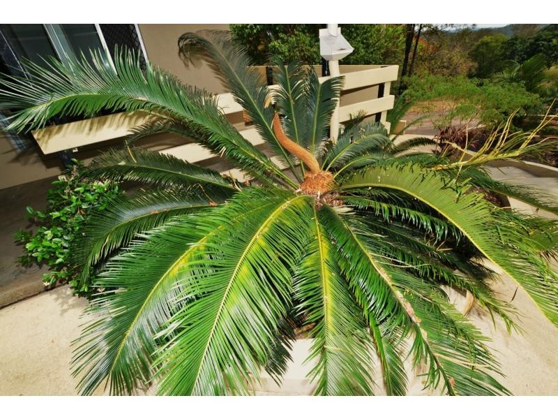 140 Shurvell Road, Palmwoods QLD 4555