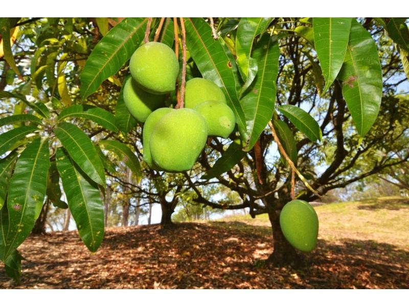 140 Shurvell Road, Palmwoods QLD 4555